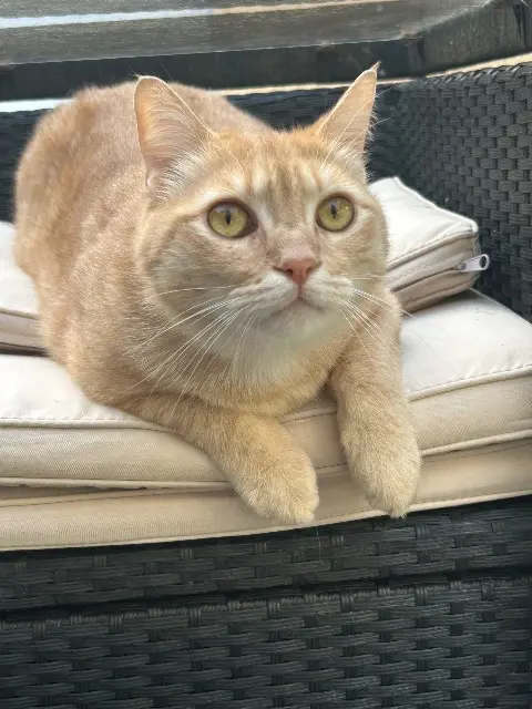 chat reunited    Le Mans Suba