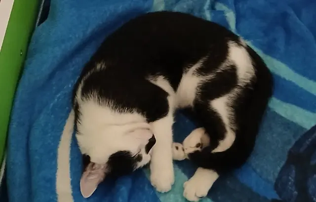 chat reunited    Le Mans Tomi