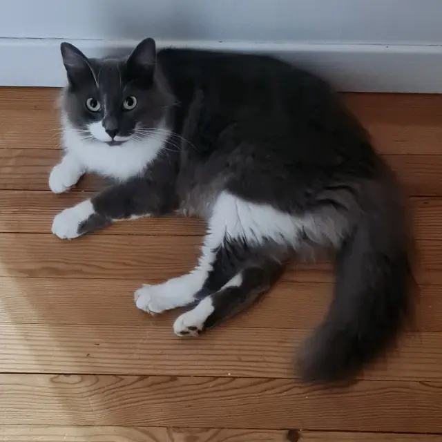 chat reunited    Le Mans Chaussette