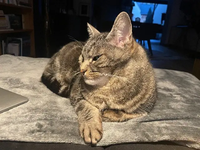 chat reunited    Le Mans Neymar