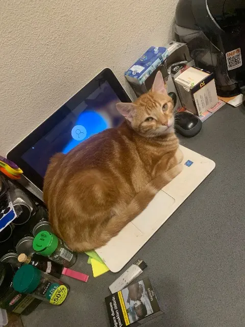 chat reunited    Le Mans Shanks