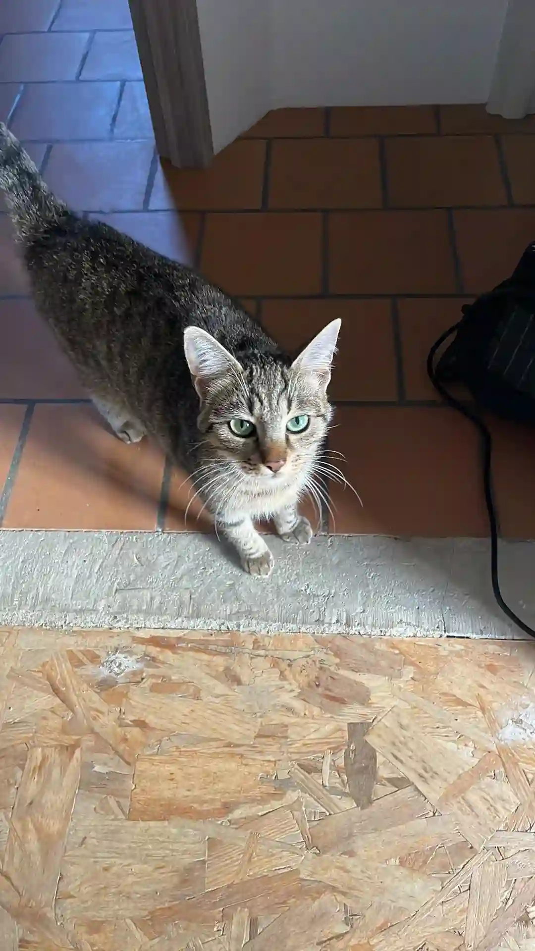 Chat Trouvé 72 Sarthe Le Mans - Timy Chat Trouvé 72 Sarthe Le Mans - Timy