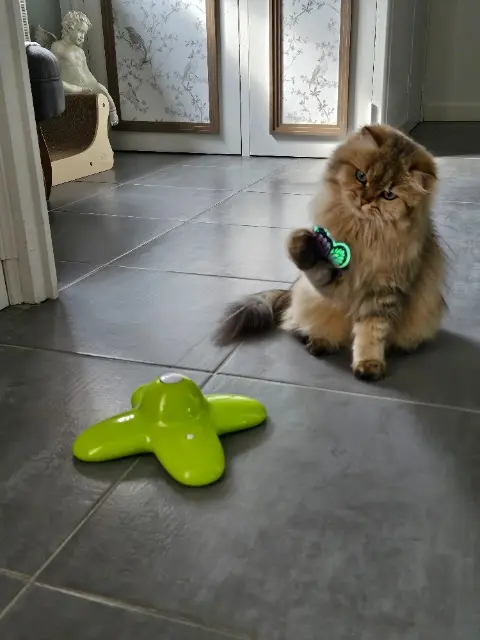 chat reunited    Le Mans Usko