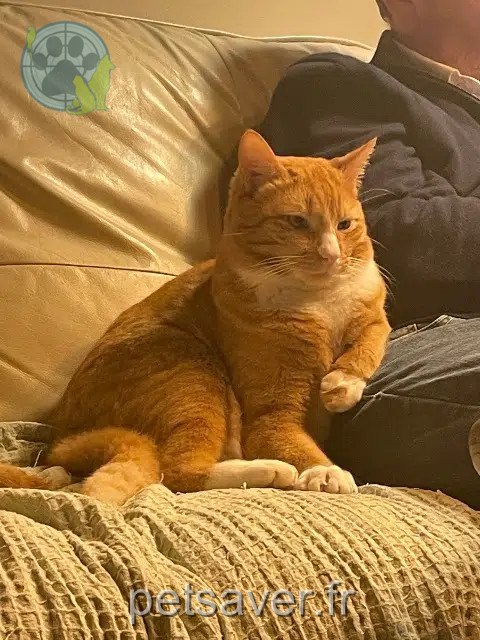chat reunited   72550 Fay Luigi