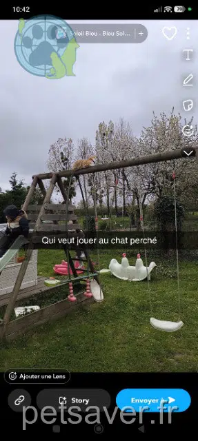 gato reunited   72300 Louailles Mimi