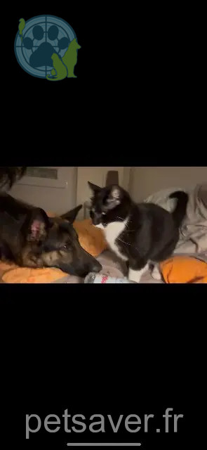 chat reunited 72380 Sainte-Jamme-sur-Sarthe Pilou