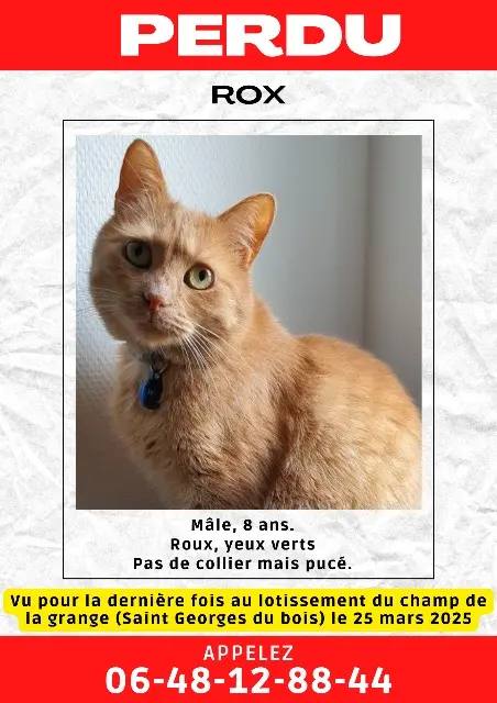 chat reunited   72700 Saint-Georges-du-Bois Rox