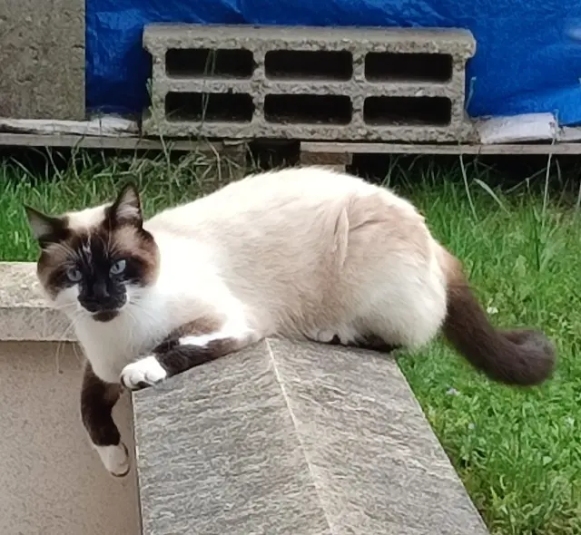 chat reunited   72230 Mulsanne Senko