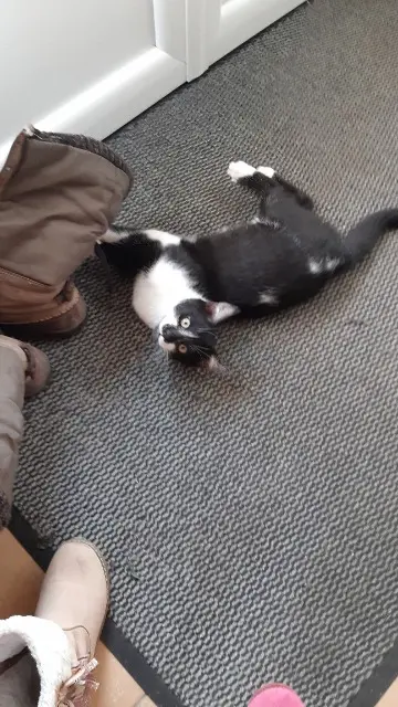 chat reunited   72510 Mansigné Simba