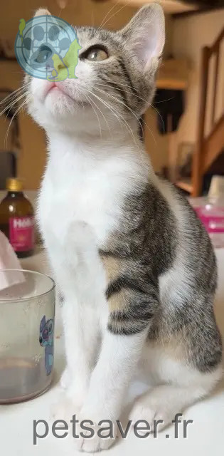 gato reunited 72130 Saint-Aubin-de-Locquenay Slay