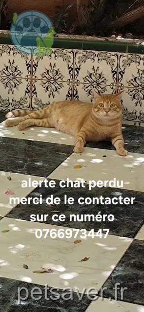 Kater reunited 72300 Sablé-sur-Sarthe Titus