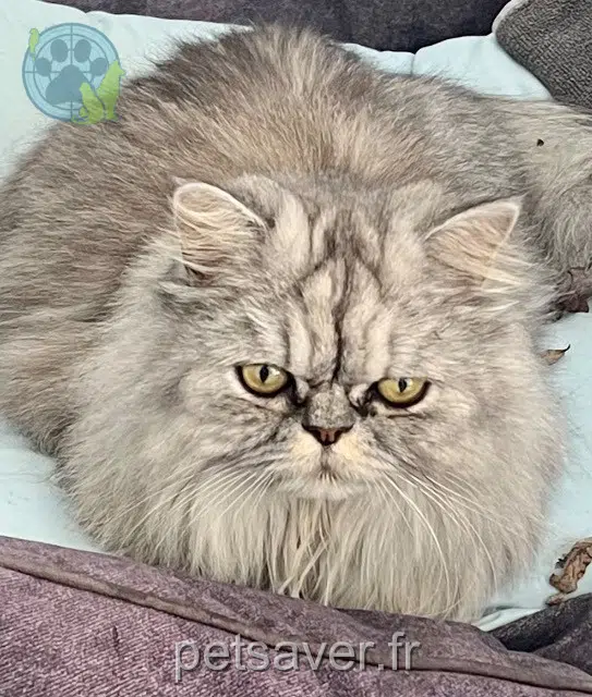 chat reunited 72230 Arnage Zig