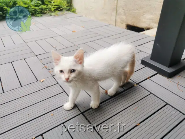 chat reunited 73240 Saint-Genix-les-Villages 
