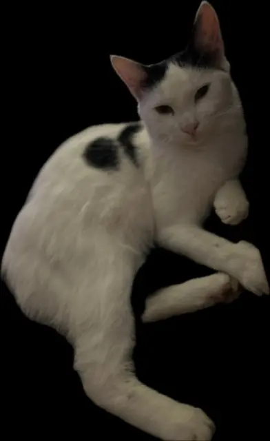 chat reunited   73210 Aime-la-Plagne Winny