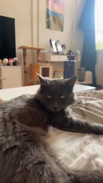 chat reunited   73100 Aix-les-Bains Alfred