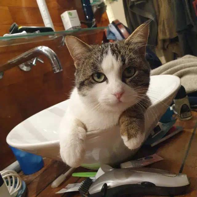 chat reunited   73420 Voglans Francis