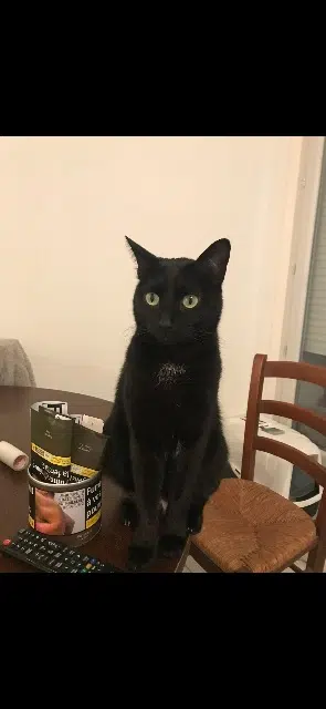 chat reunited   73100 Aix-les-Bains Gucci