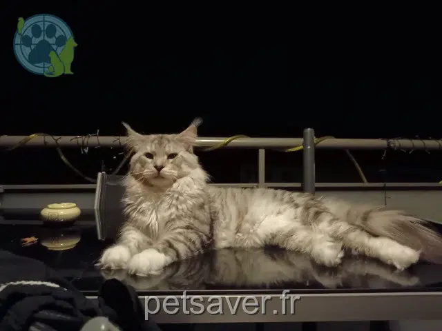 chat reunited 73520 La Bridoire Hermes