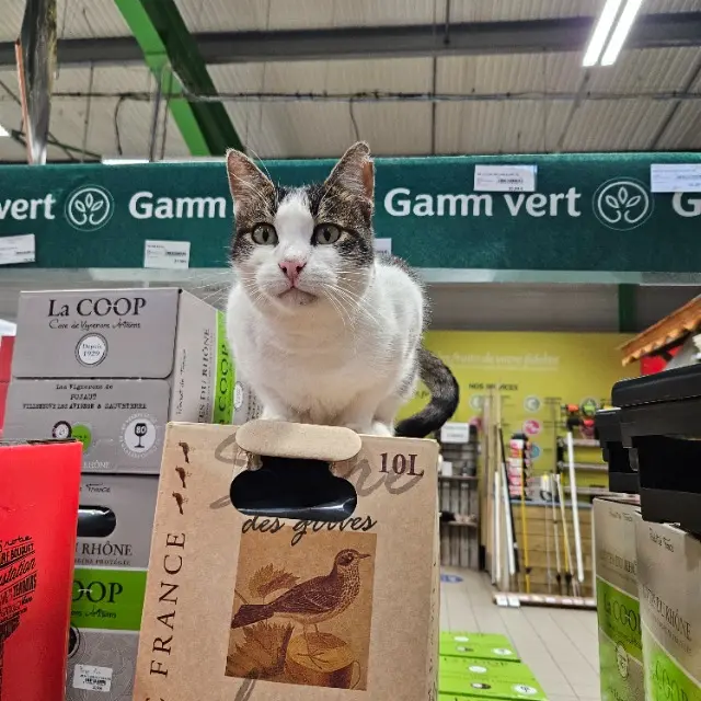 chat reunited   73290 La Motte-Servolex LUPIN SURNOMMÉ LULU