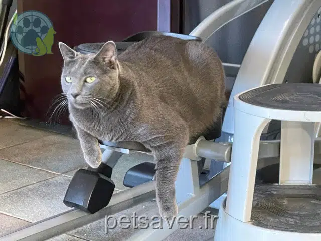 chat reunited   73000 Montagnole Mica