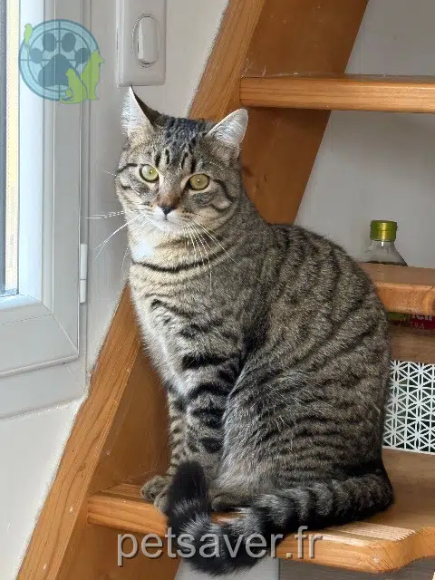 chat reunited   73170 Jongieux Miki