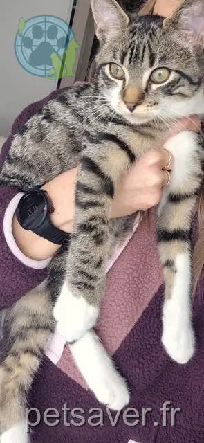 gatto reunited 73100 Aix-les-Bains Noisette