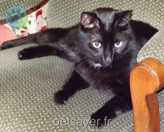 kater reunited 73340 Aillon-le-Jeune Nyx