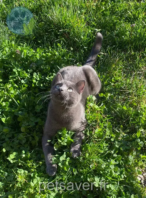 chat reunited   73660 Les Chavannes-en-Maurienne Orion