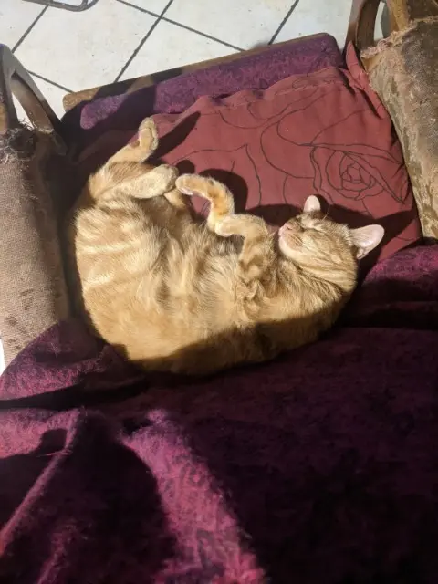 chat reunited   73350 Bozel ROUPI