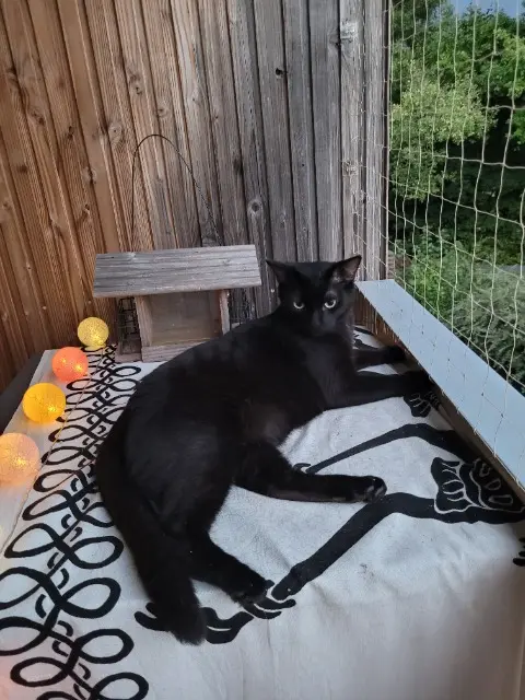 chat reunited   73160 Cognin Suly