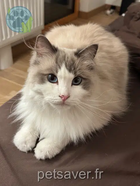kater reunited 73100 Aix-les-Bains You