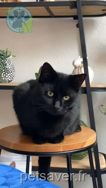 chat reunited 73110 Valgelon-La Rochette Ziggy