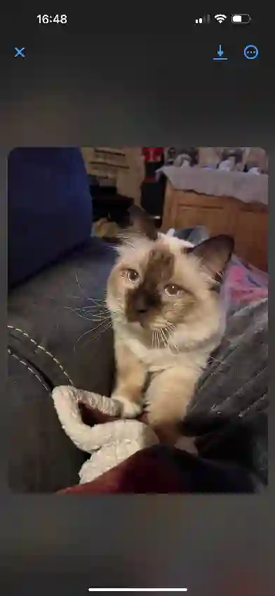 Chat Trouvé 73 Savoie Chat Trouvé 73 Savoie