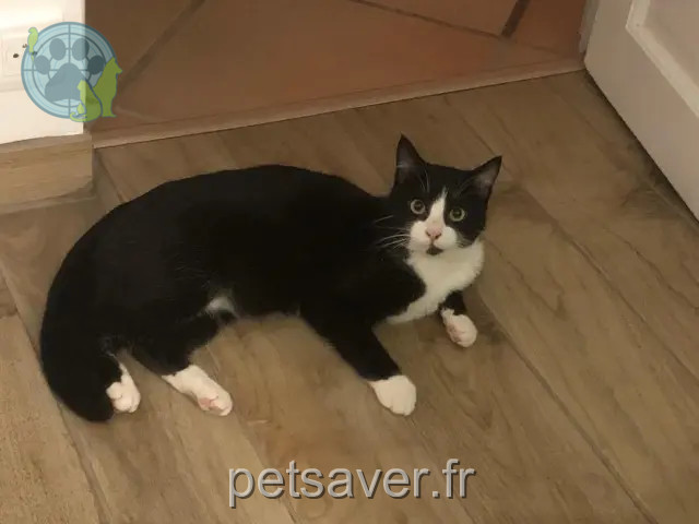 chat reunited Annecy Gus