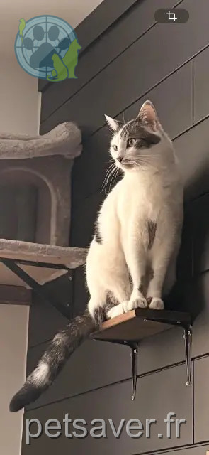 gatto reunited    Annecy Rabbi