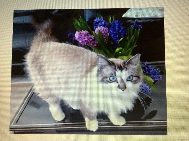 chat reunited    Annecy Roméo