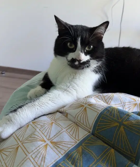 chat reunited    Annecy Rouyah