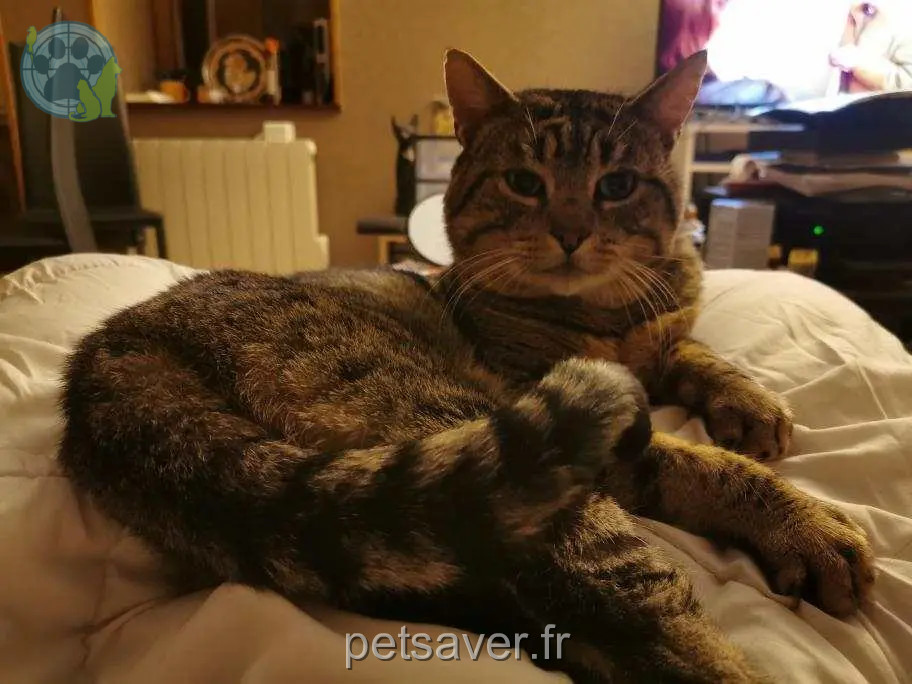 Chat Perdu 74 Haute-Savoie Annecy - Spirou Chat Perdu 74 Haute-Savoie Annecy - Spirou