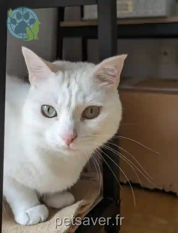 Chat Trouvé 74 Haute-Savoie Annecy - Tsuki Chat Trouvé 74 Haute-Savoie Annecy - Tsuki