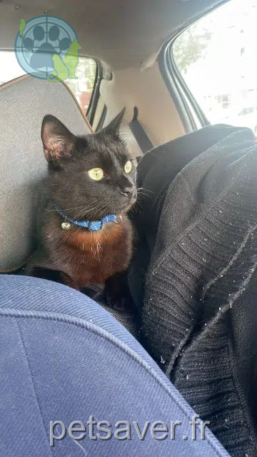 chat reunited    Annecy Zoro