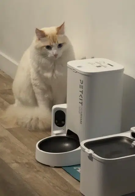 chat reunited   74100 Annemasse Azur