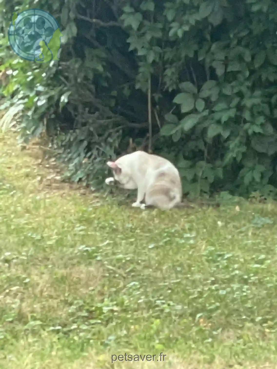 Chat Trouvé 74 Haute-Savoie - Blue Chat Trouvé 74 Haute-Savoie - Blue