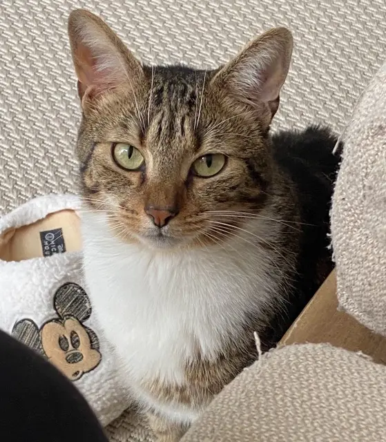 chat reunited   74890 Bons-en-Chablais Chibi
