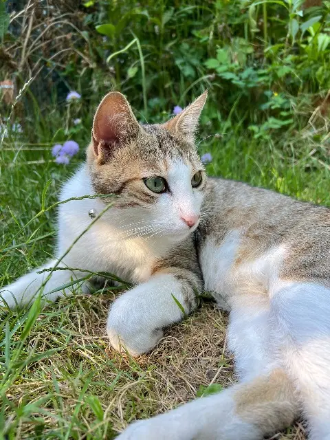 chat reunited   74410 Saint-Jorioz Eliott