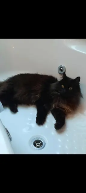 chat reunited   74570 Fillière Moka