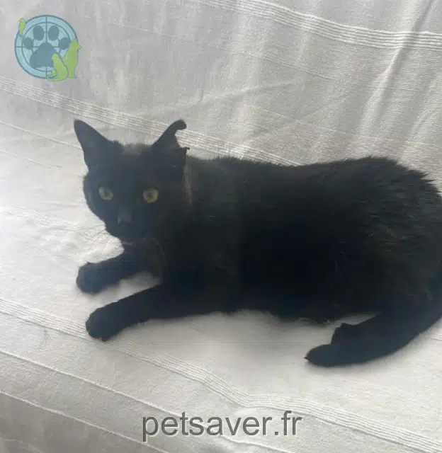 chat reunited Fillière Poupitz