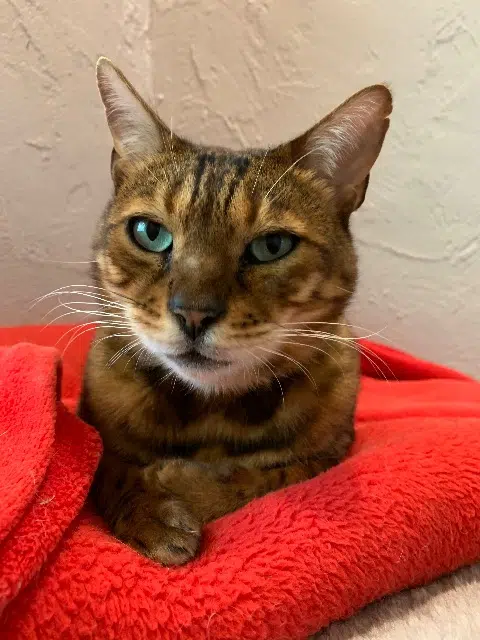 chat reunited   74240 Gaillard Ganesh