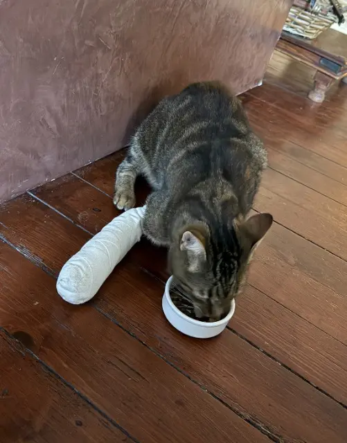 chat reunited   74250 La Tour Harry