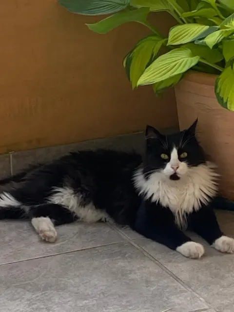 chat reunited   74200 Thonon-les-Bains Honore