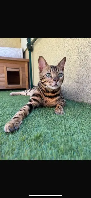 chat reunited   74140 Douvaine LIVAÏ